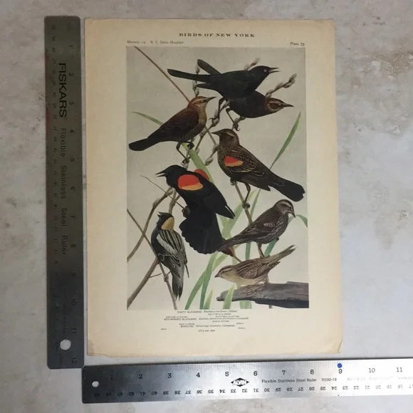 Antique 1913 Blackbird Original Print black bird - Picture 3 of 16